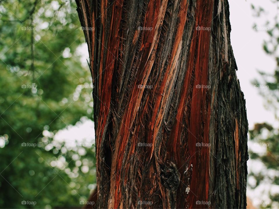 Tree, Wood, Bark, No Person, Nature