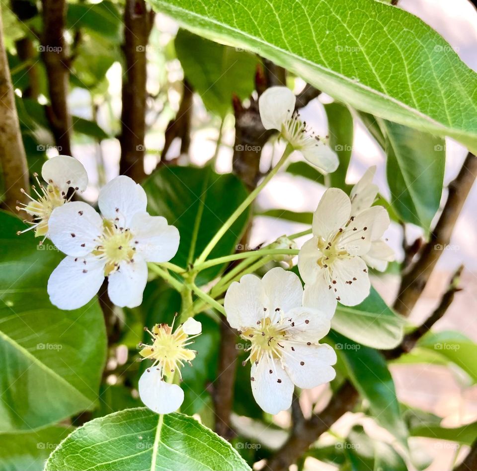 🌹 🇺🇸 Very beautiful flowers to brighten our day.  Live nature and its beauty. Did you like the delicate petals? / 🇧🇷 Flores muito bonitas para alegrar nosso dia. Viva a natureza e sua beleza. Gostaram das pétalas delicadas? 