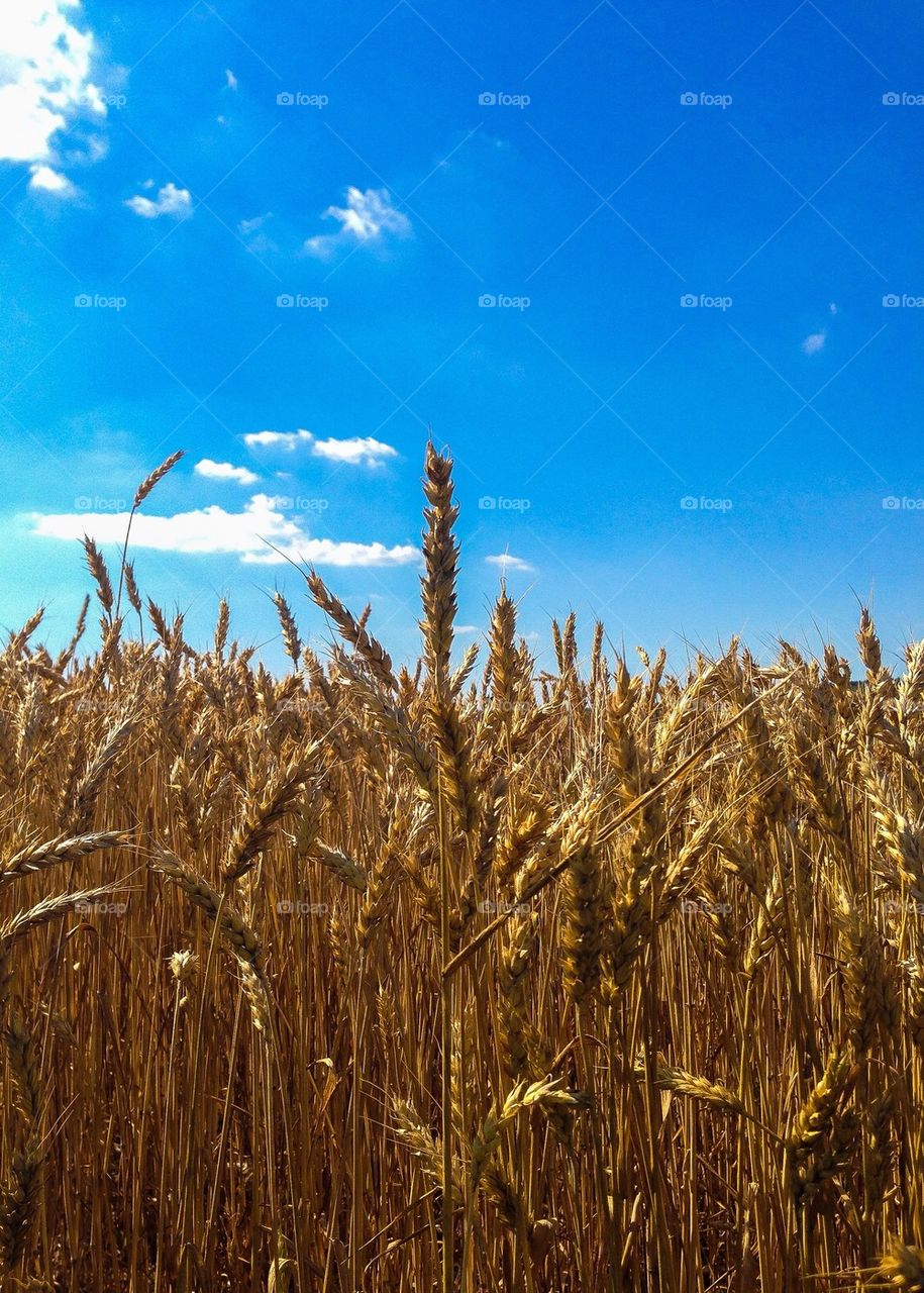 Wheat ready for harvest