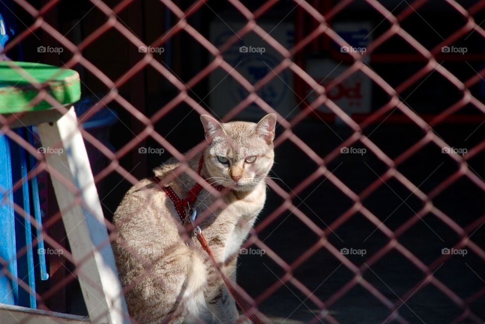 Angry cat behind fence 