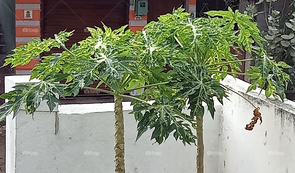 Papaya tree. Short fruit tree with big green leaves.