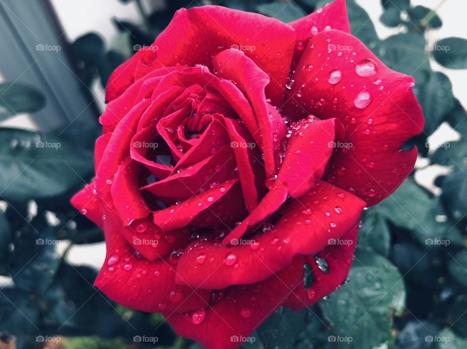 Blood red rose
