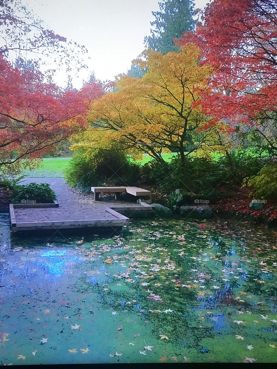 Autumn Leaves in the Washington Park