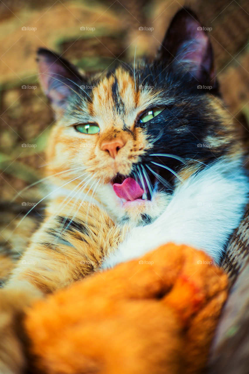 Domestic pet cat yawns