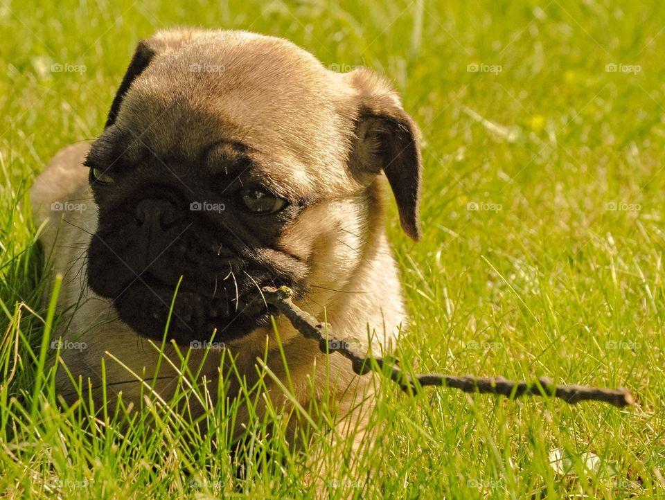 Cute pug in grass