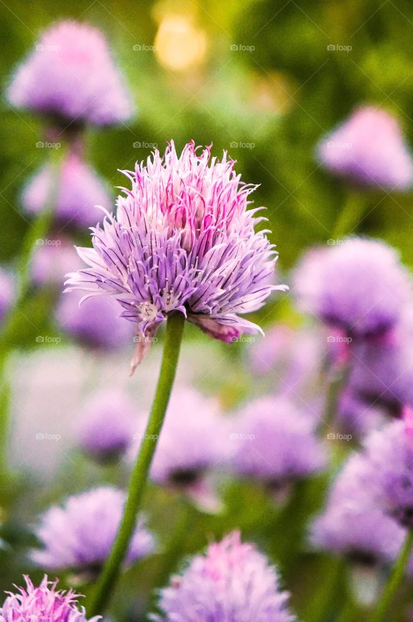 A beautiful purple and pink flowers reach upwards towards the sun as spring begins 