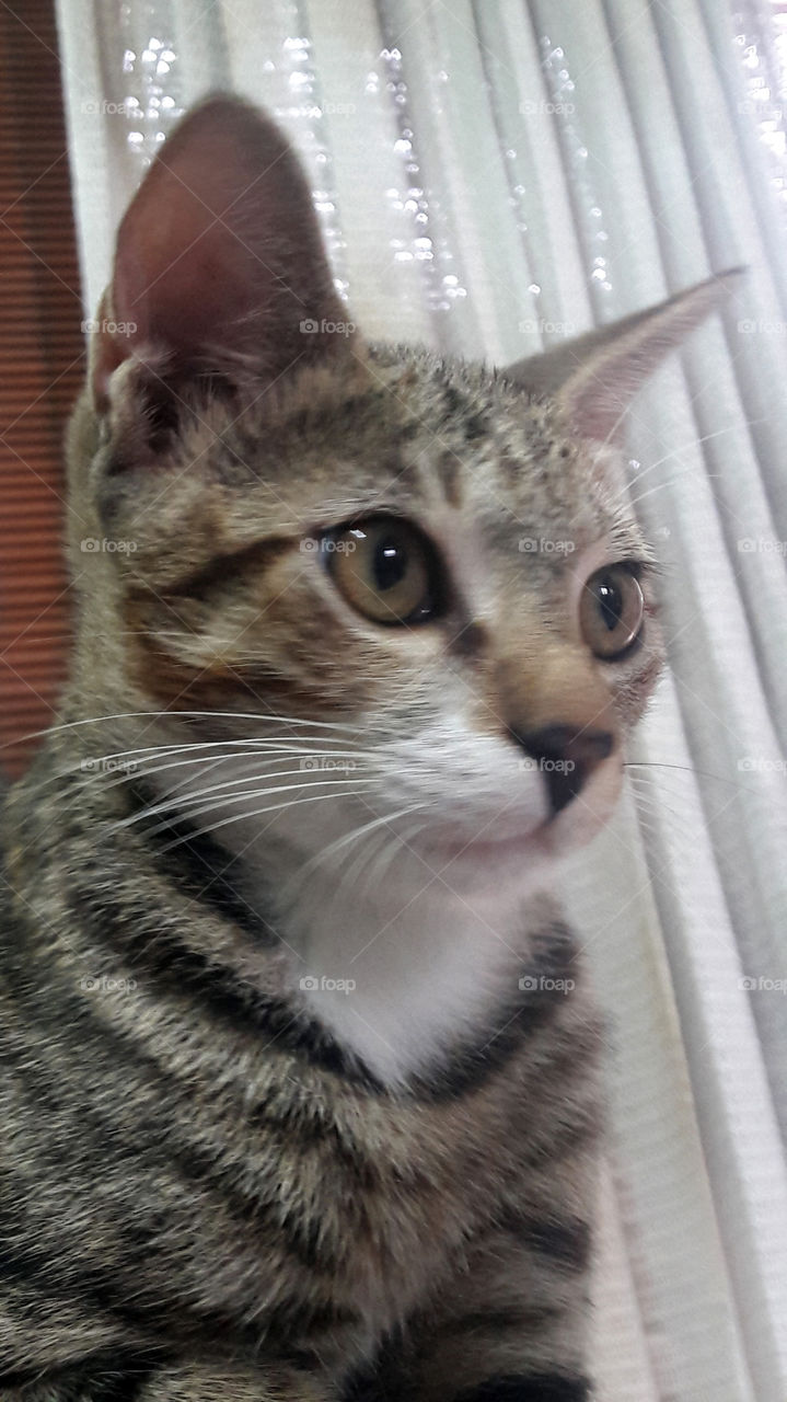 The search for the perfect toy continues.