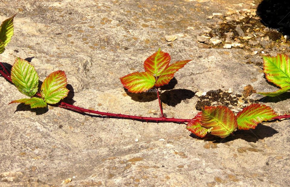 brambles on the rocks