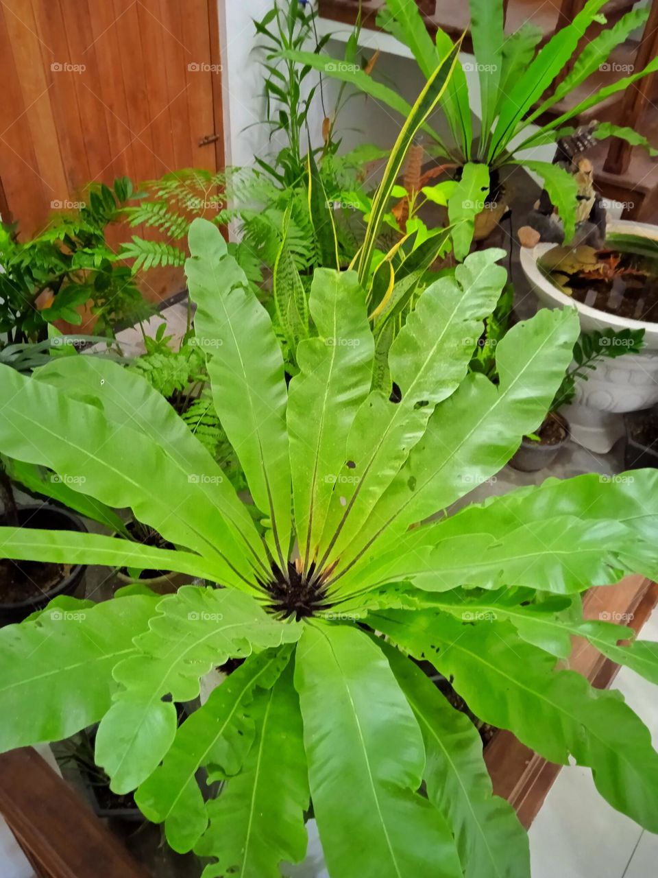 Bird nest plant