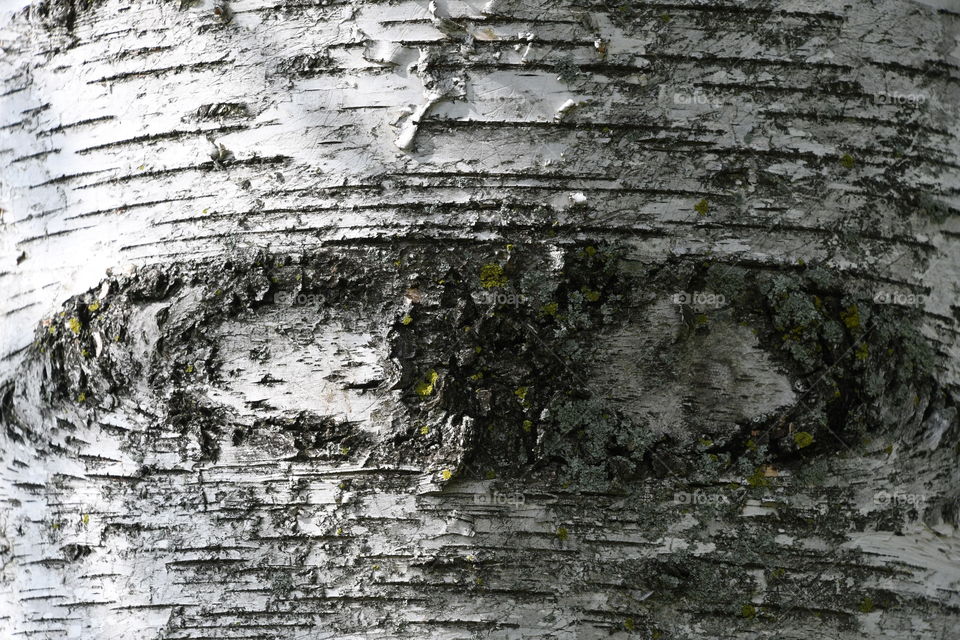 eye in tree bark