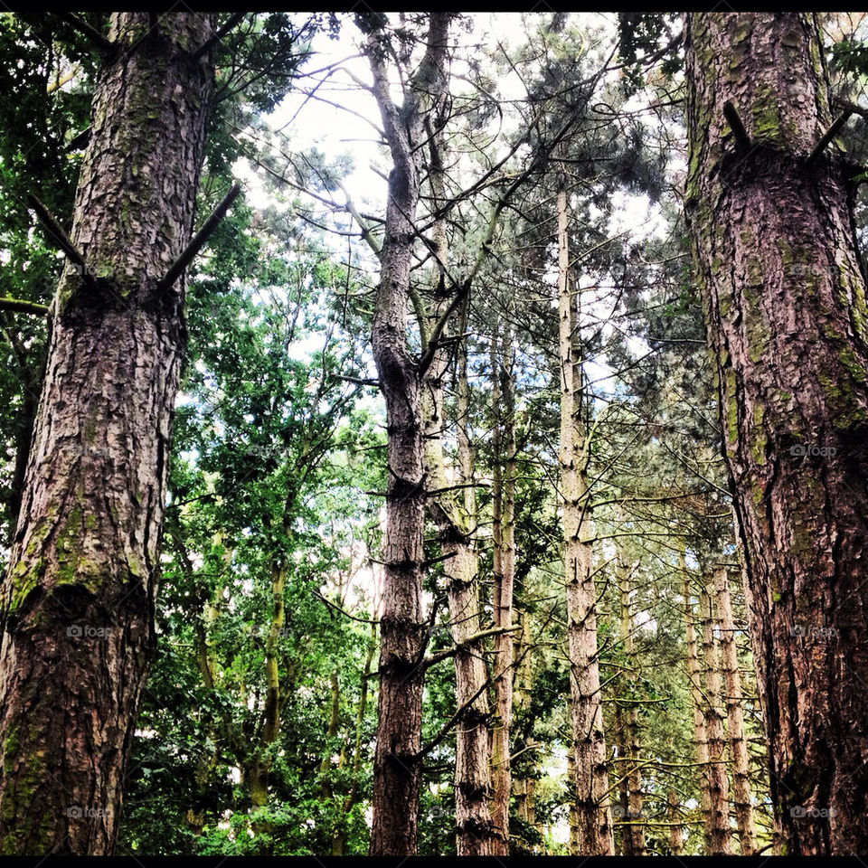 trees woods leicestershire england by kris.folwell