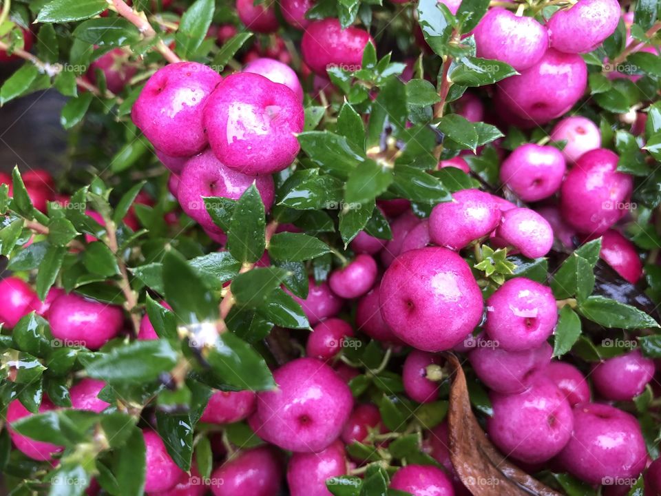 Some healthy berries usually around in autumn or winter, love these for the rich purple color. Likely poisonous.