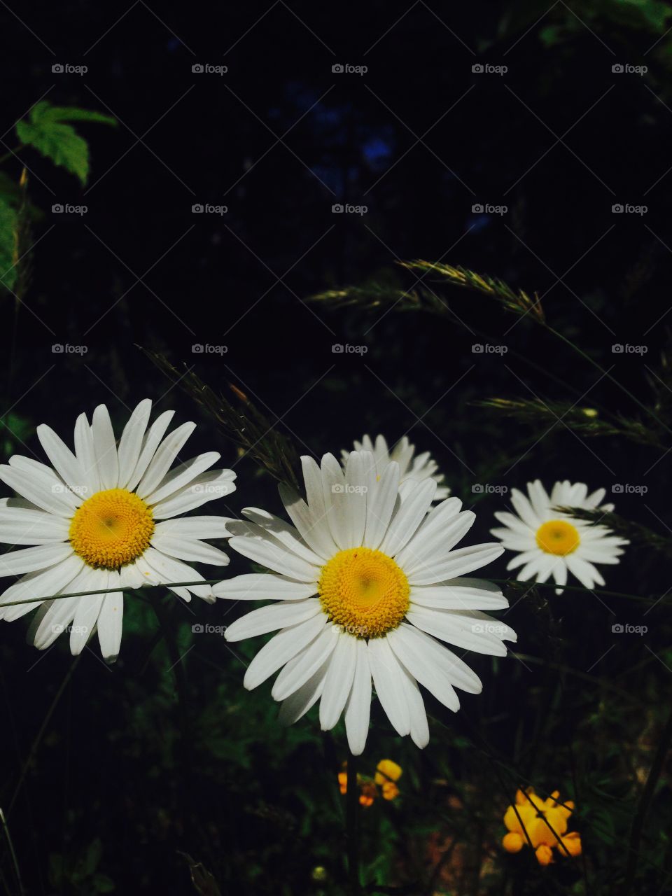 Daisies 