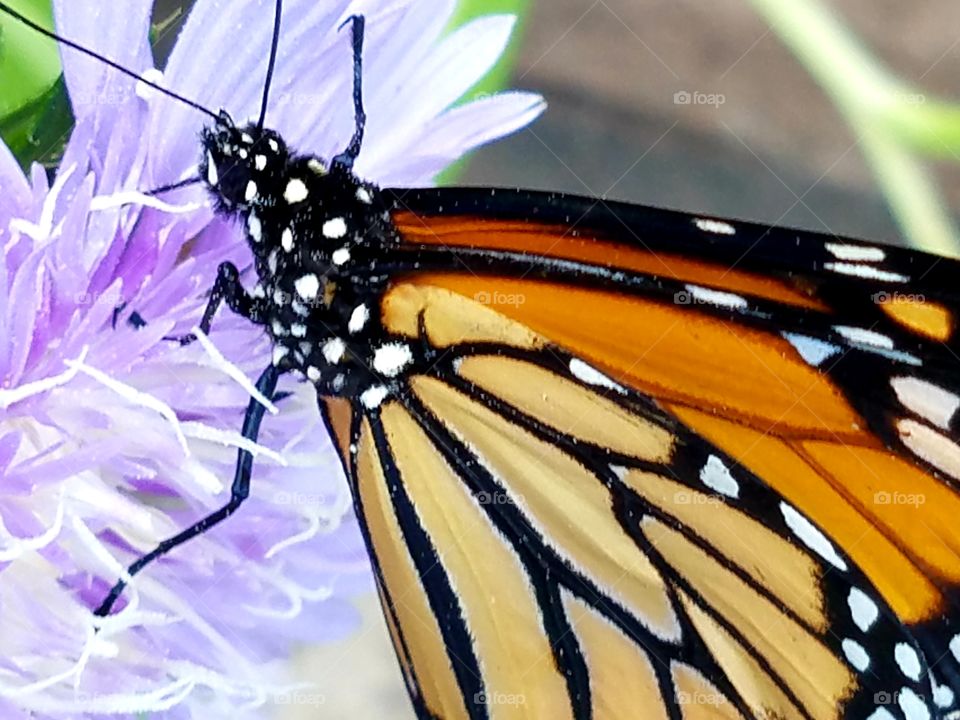 Monarch Butterfly on flower