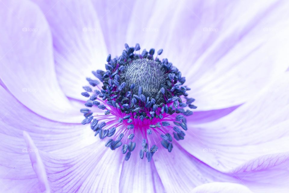 Macro of purple blooming anemone flower