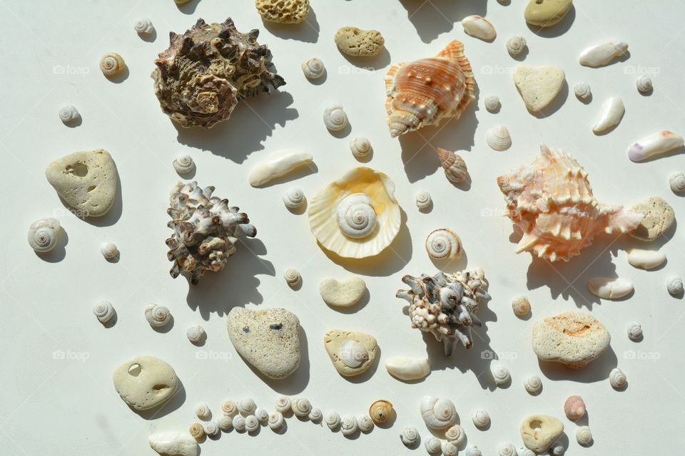 Seashell, Shell, Collection, Starfish, Desktop