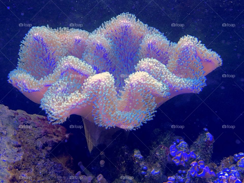 Underwater beauty 