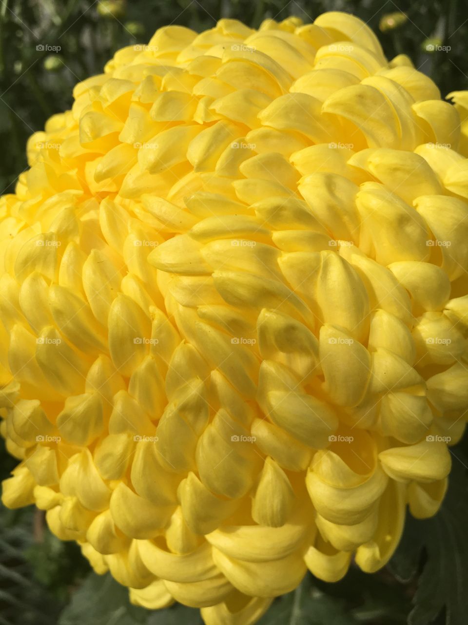 Yellow Chrysanthemum 
