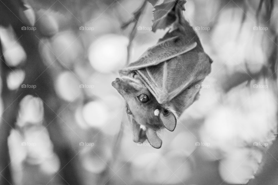 black and white of a bat