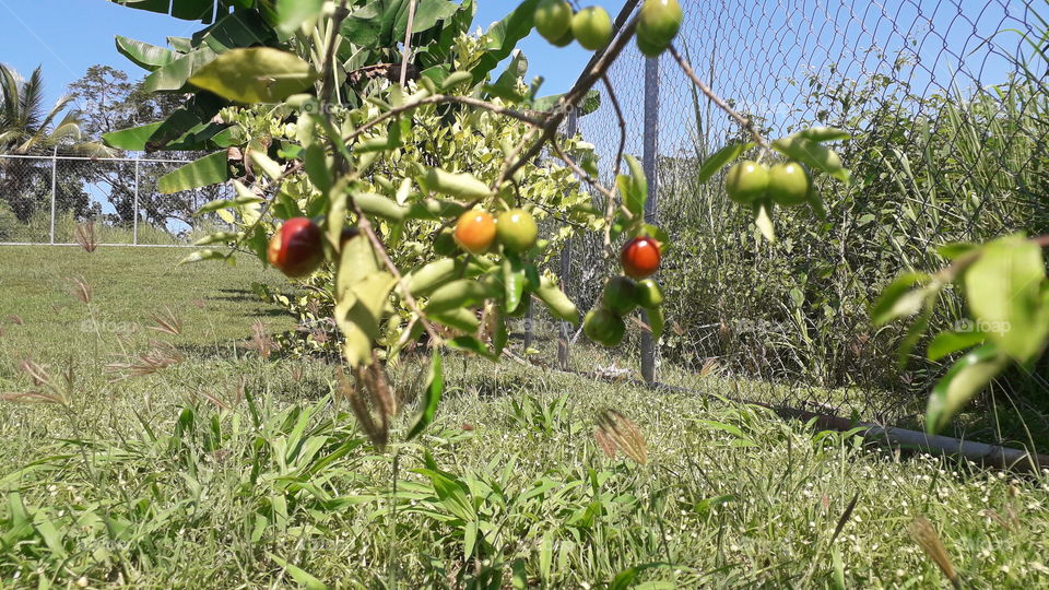 Acerola (aka Caribbean cherry)