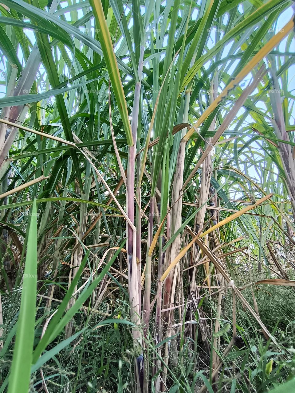 sugarcane farming