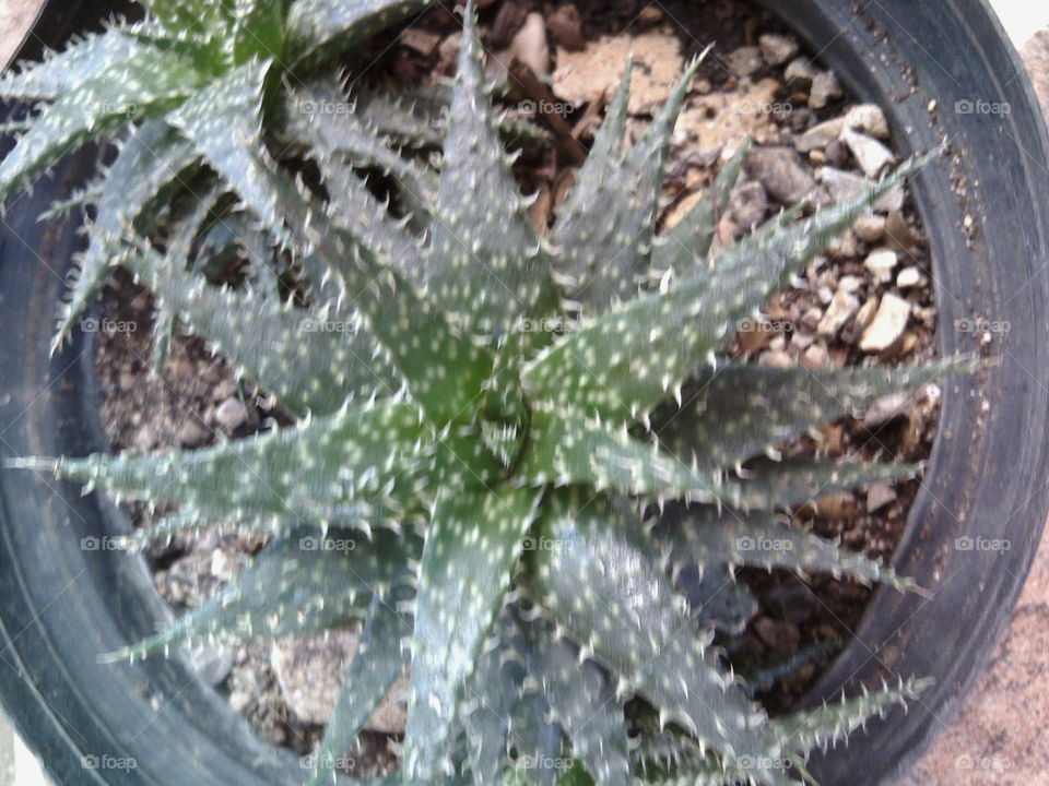 Desertica plant