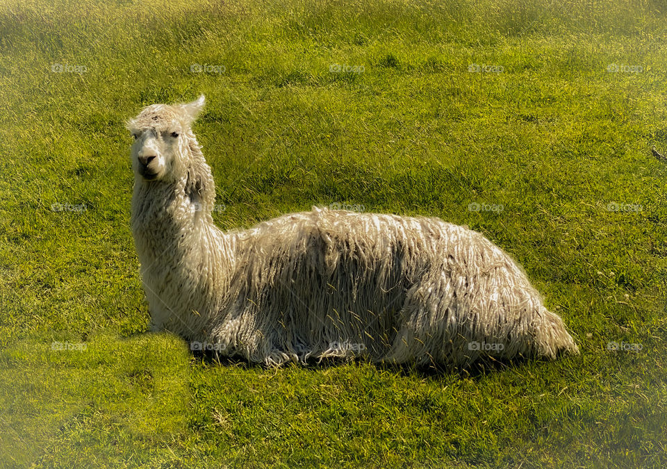 Lama