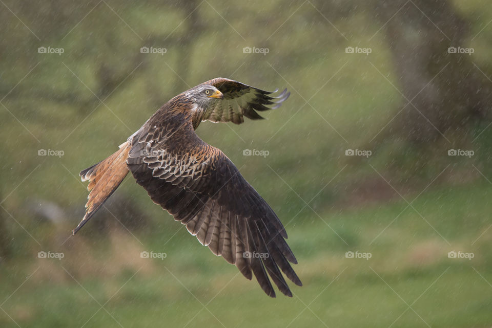 Bird, Wildlife, No Person, Raptor, Animal