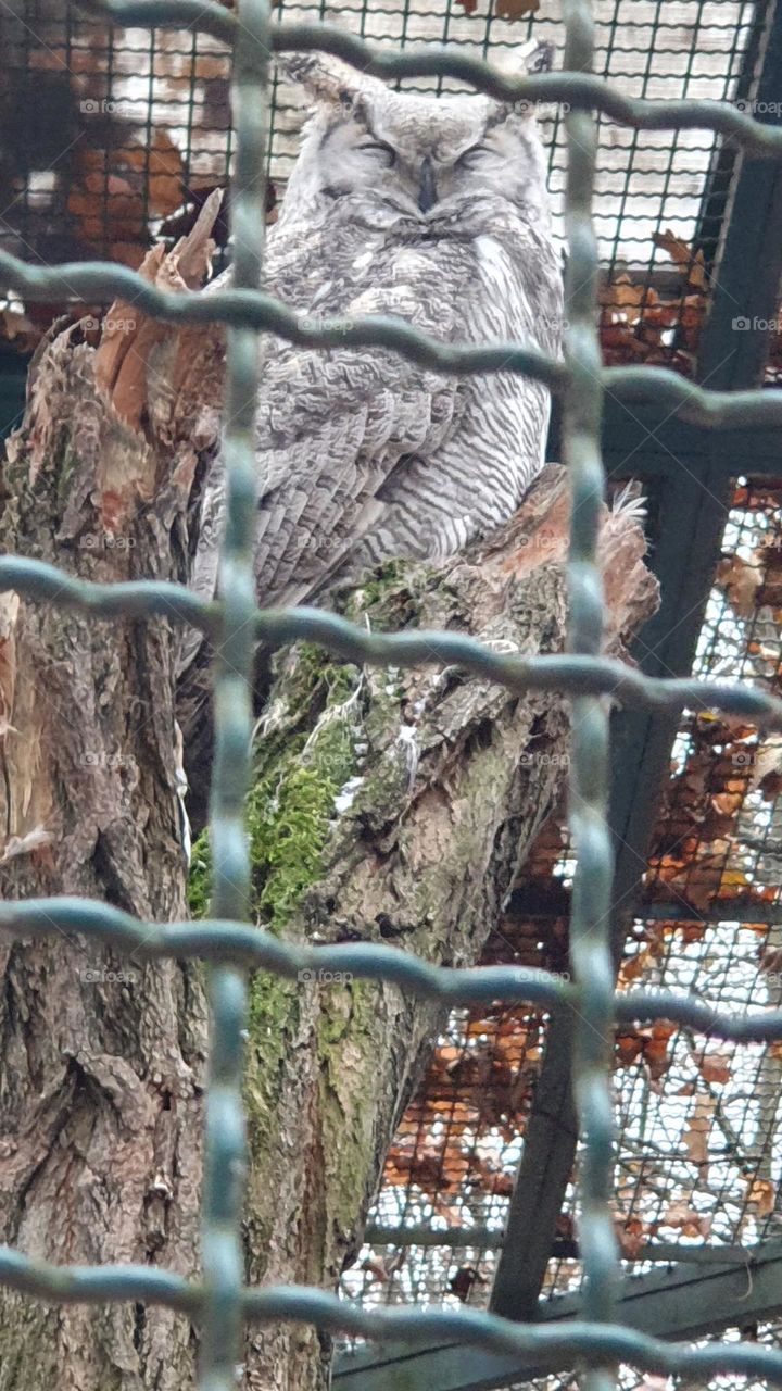 Wild animals and birds at zoo