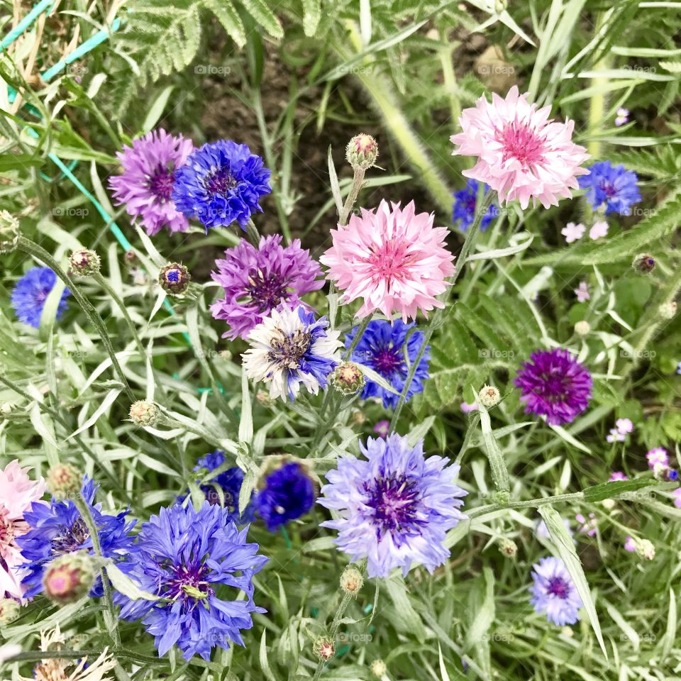 Cornflowers in my garden. Grown from seed. 