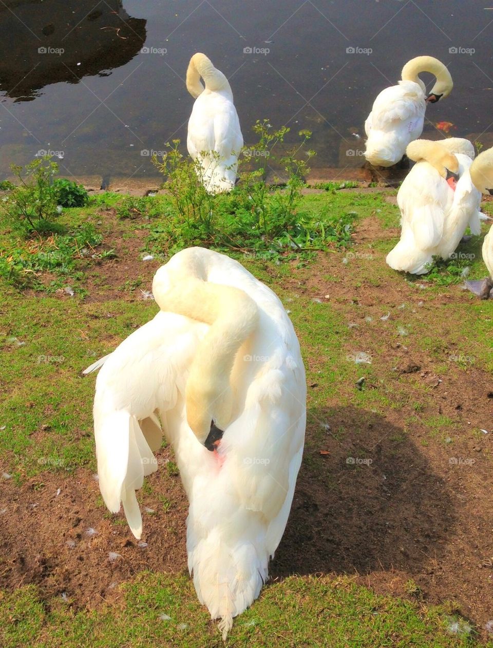 Swans