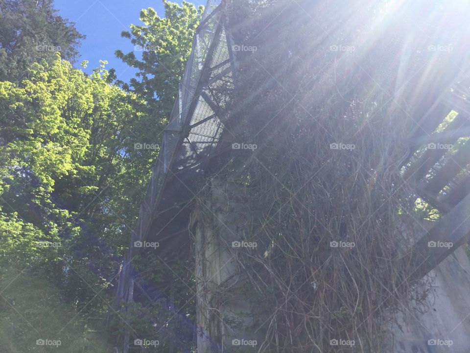 Sunshine through the Trees on the Beach 