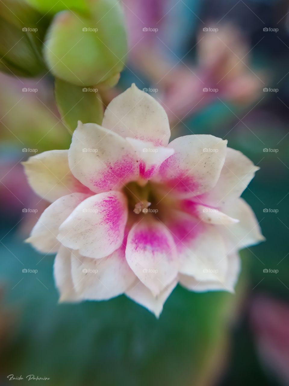 Pequeña Flor kalanchoe
