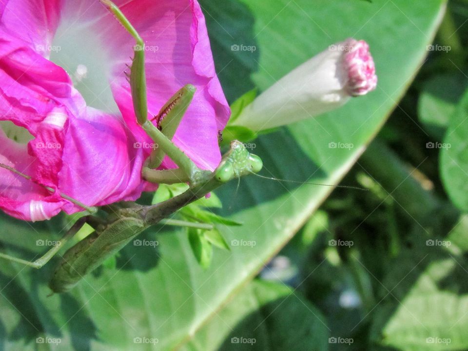 praying mantis insect on pink morning glory flower outdoors