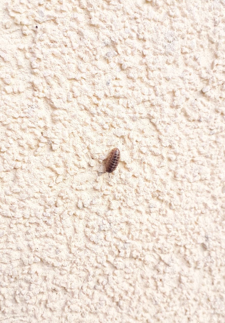 a bug on the wall