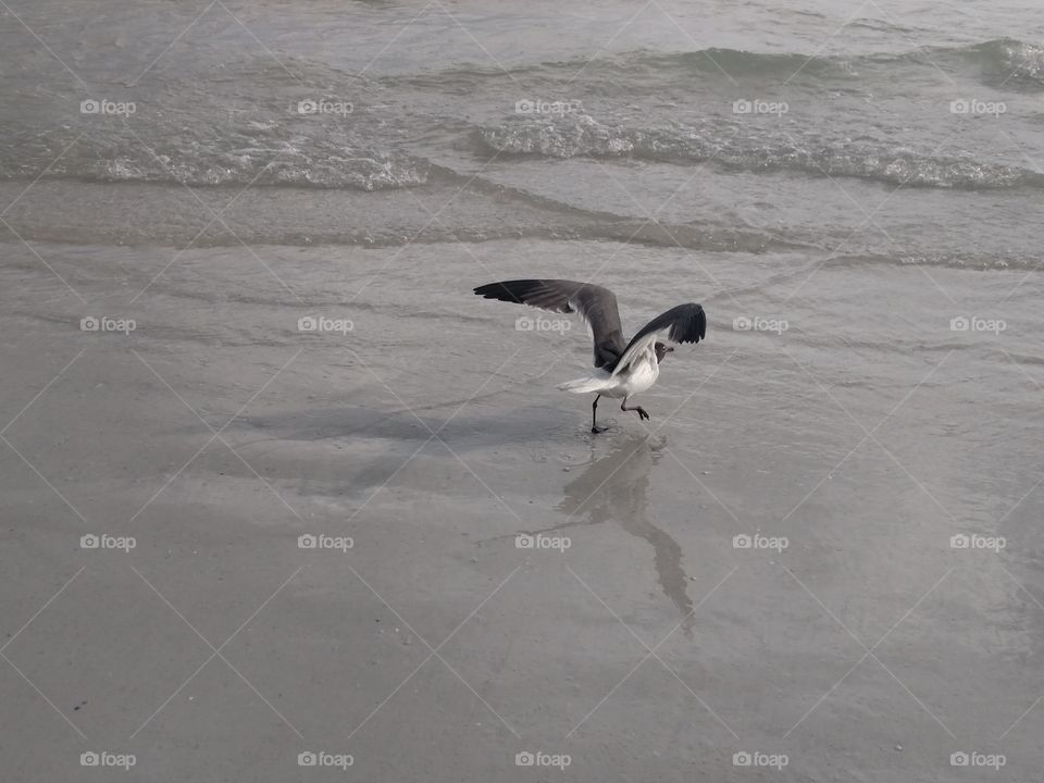 Bird taking flight on ocean shore.