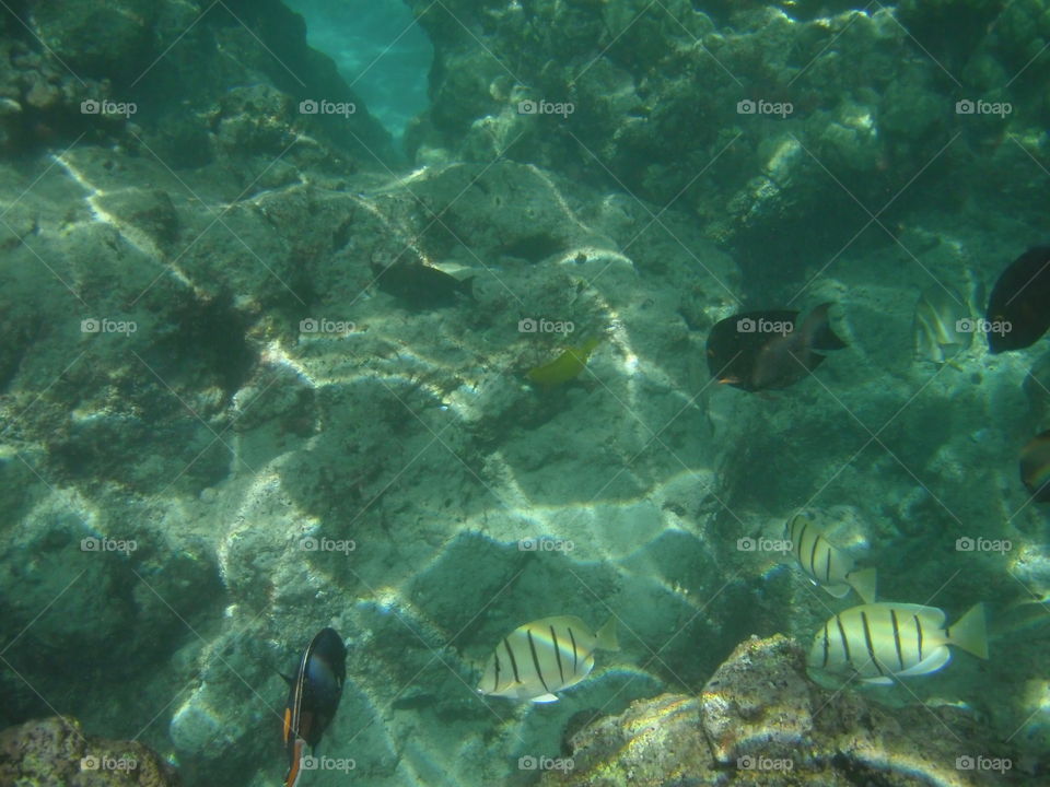 Fish and coral of Hanauma Bay. 