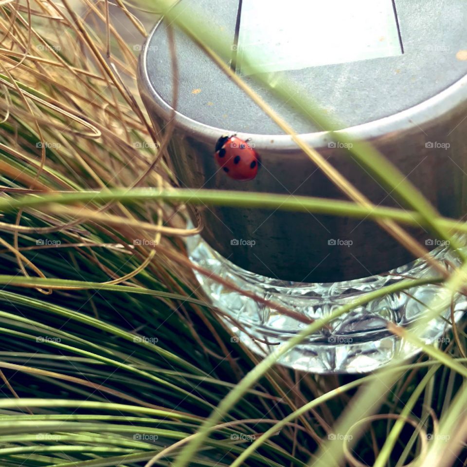 Ladybug