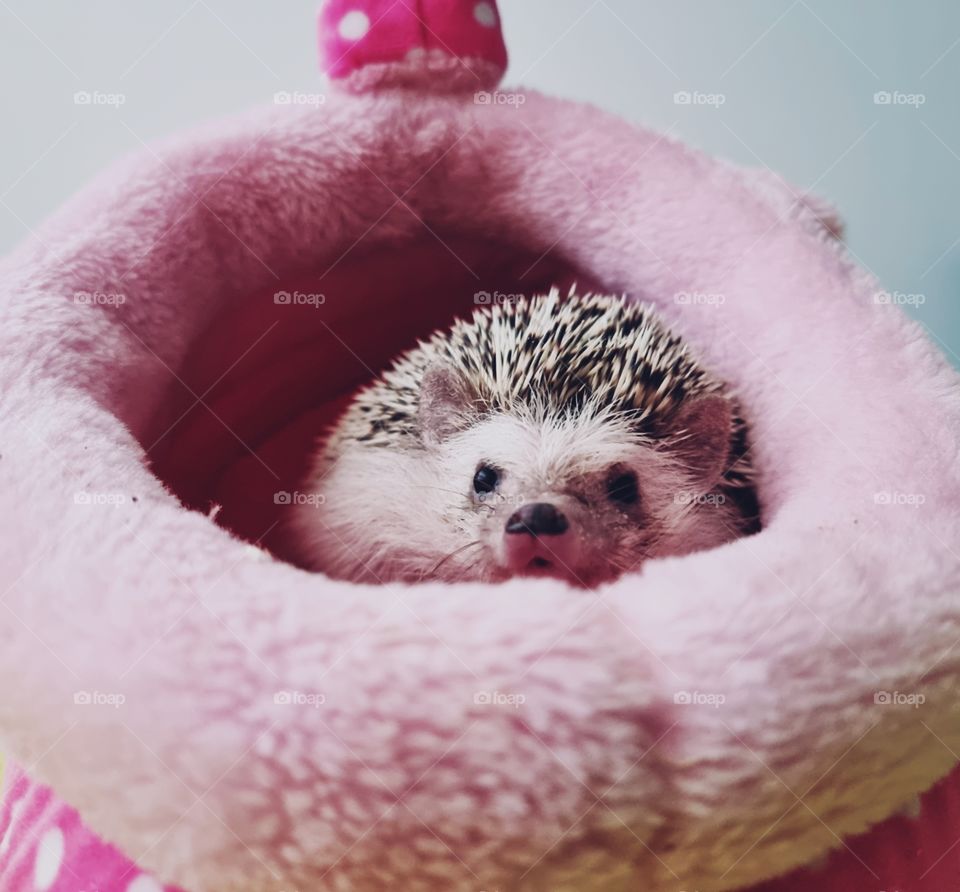 When your hedgehog loves to spend time in his piggy.