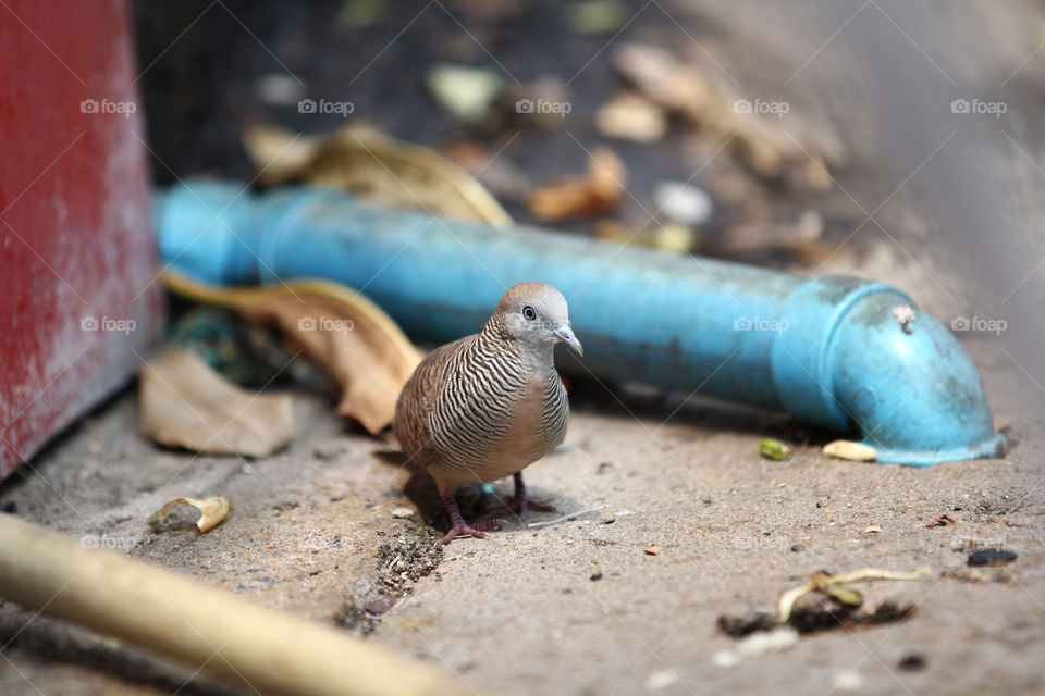 nature animal bird dove by icestylecg