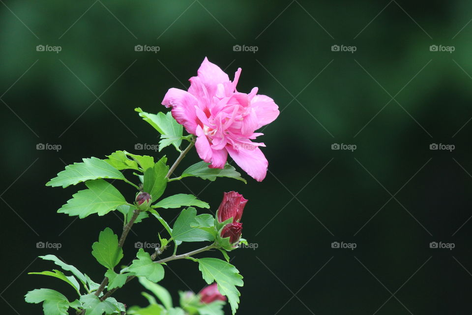 rose of Sharon, early morning in all its glory
