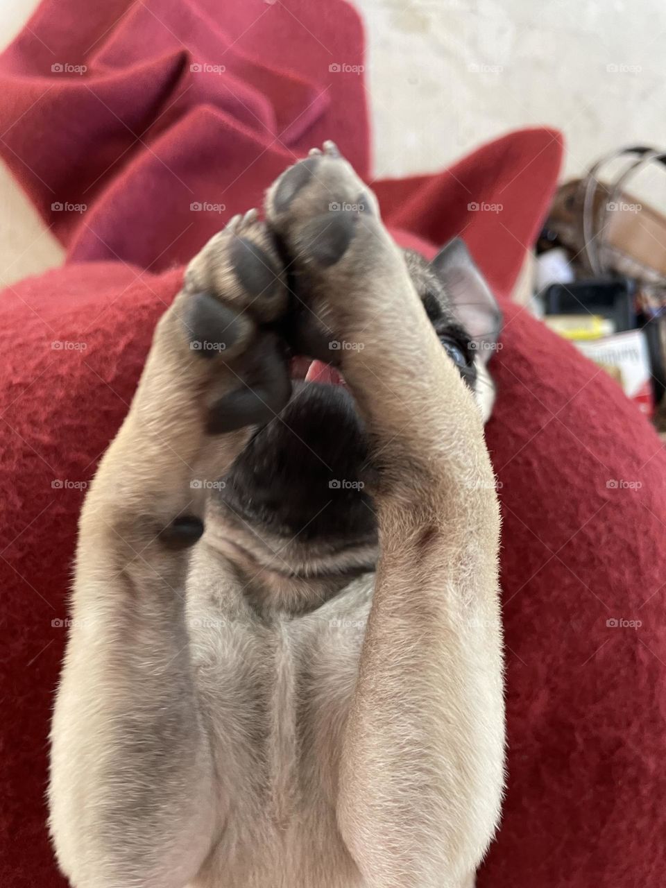 Praying pug