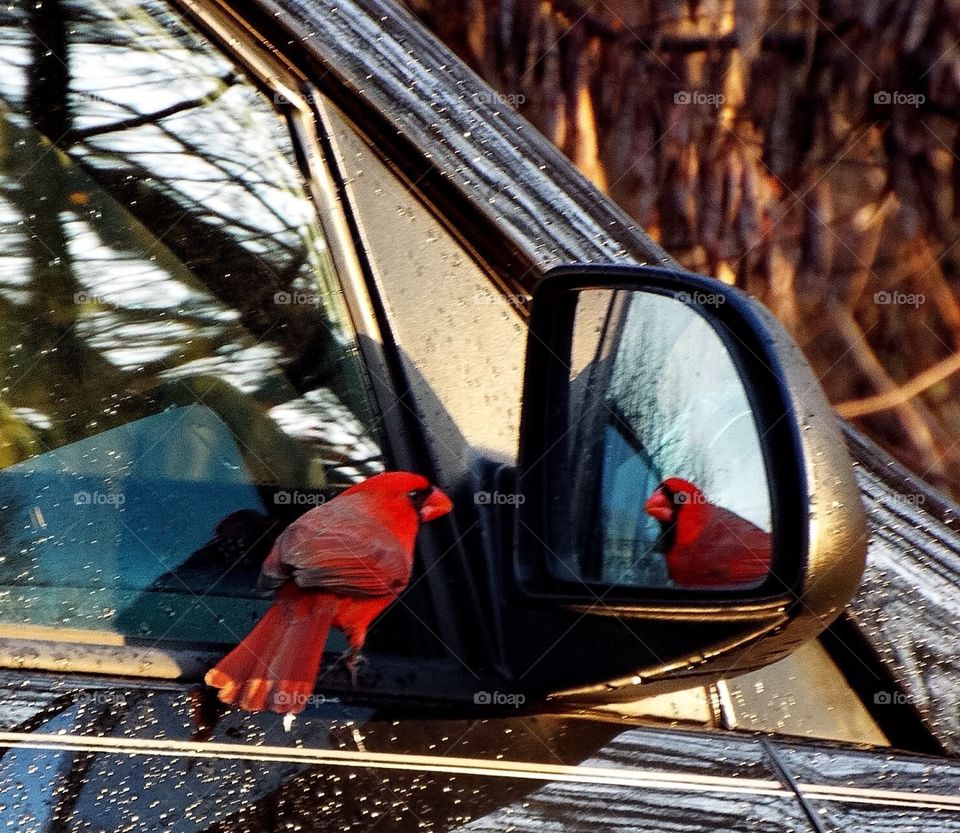 Bird Looking at Refection