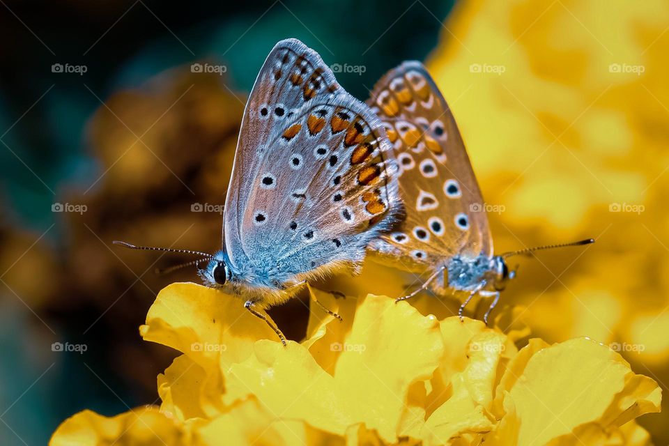 Blue moth butterflies