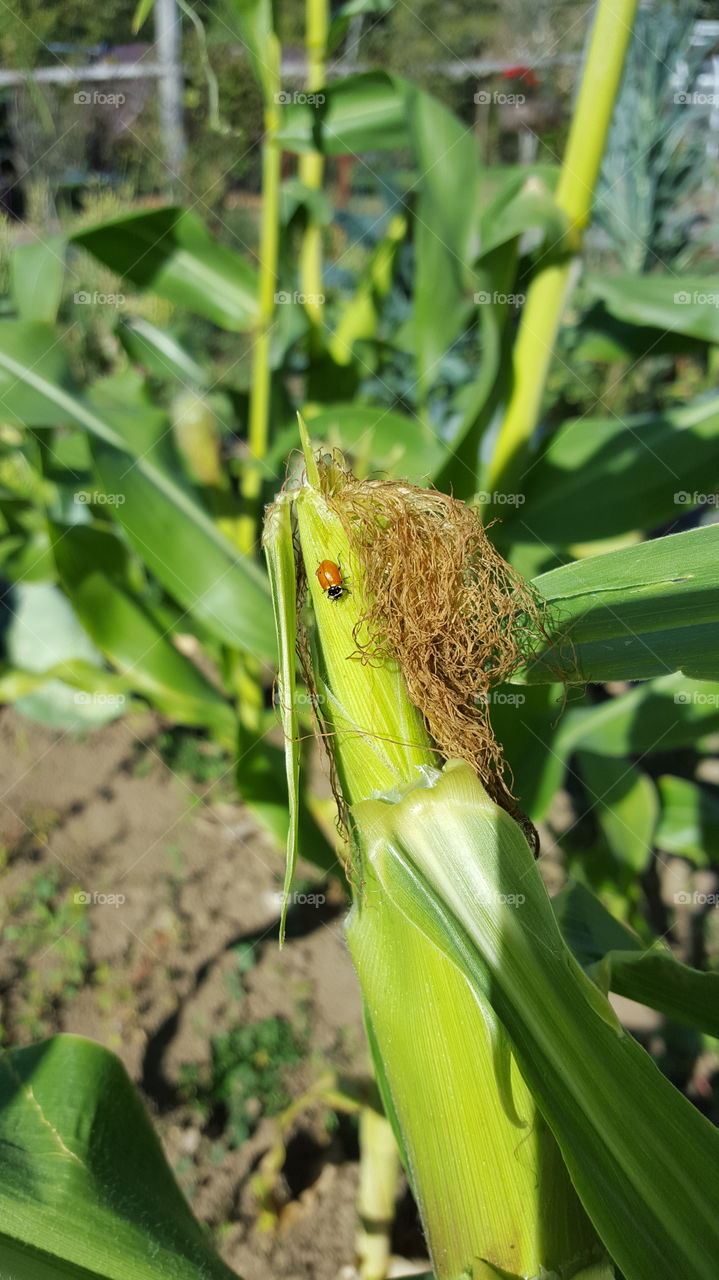 Lady bug on corn
