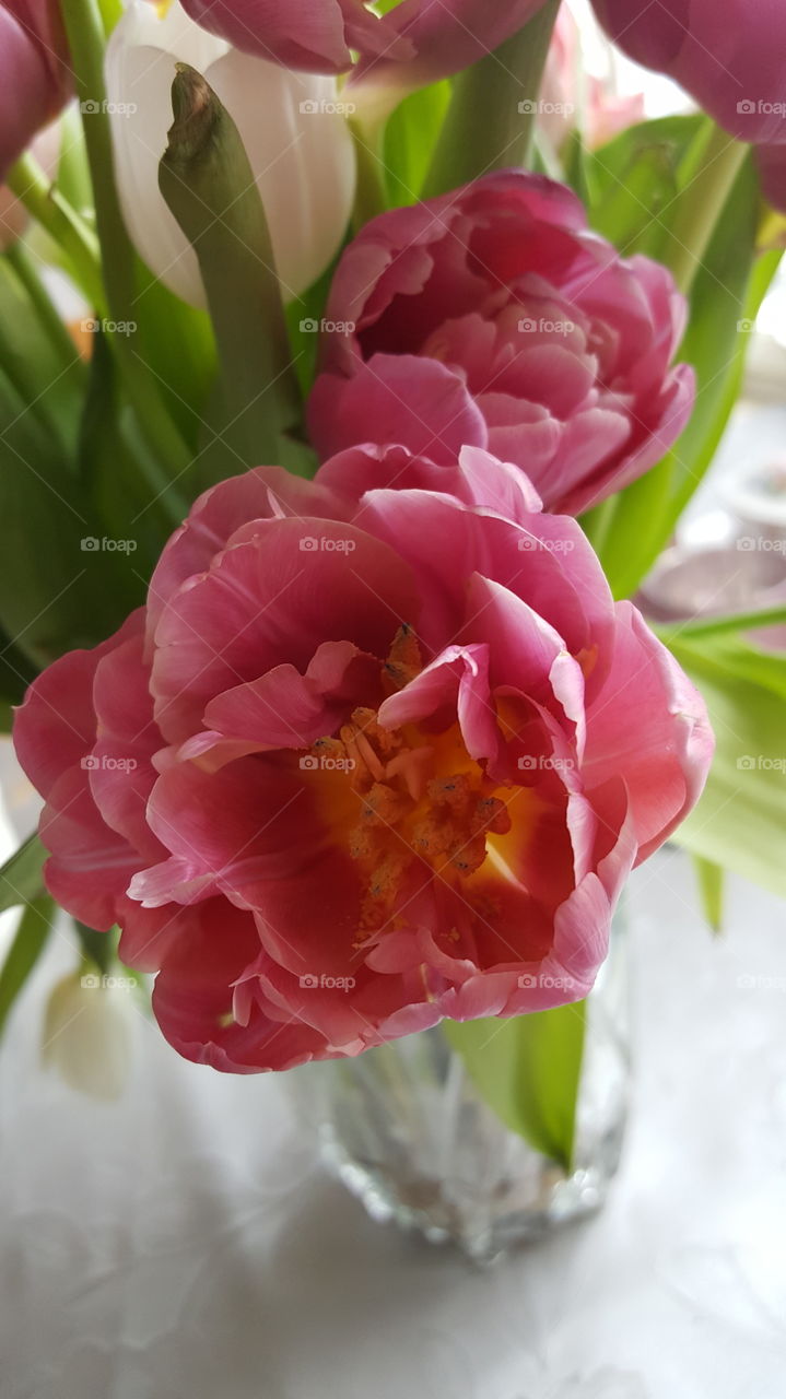 tulip