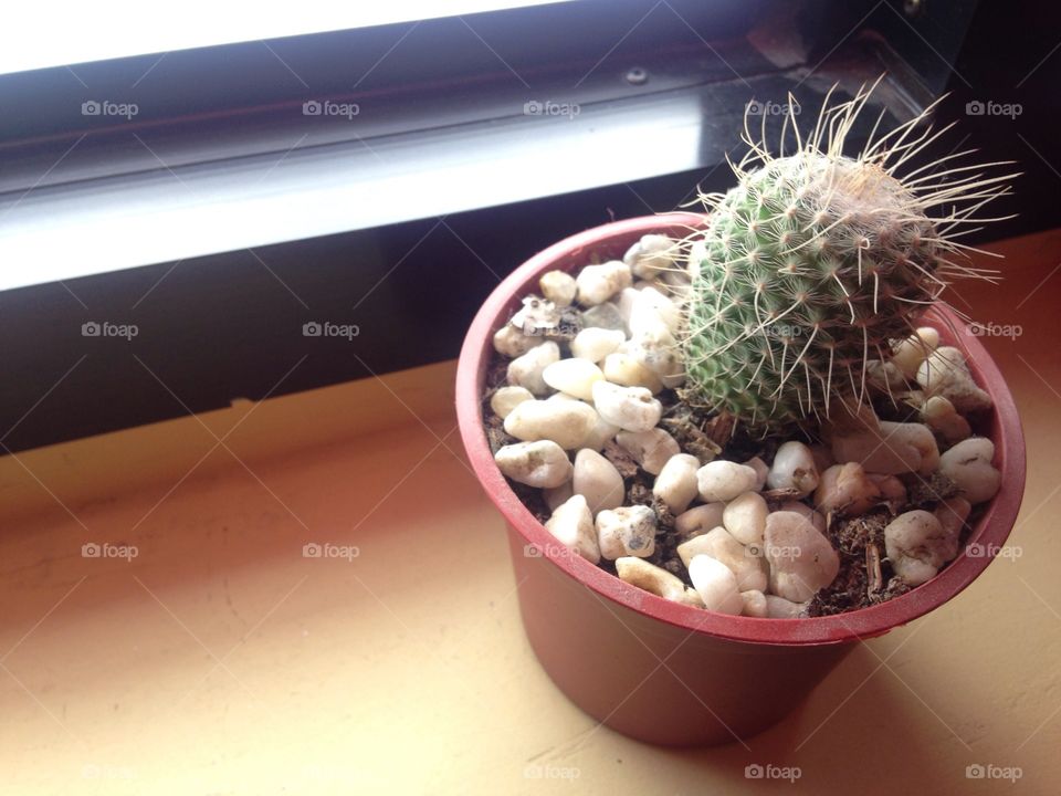 Cactus again