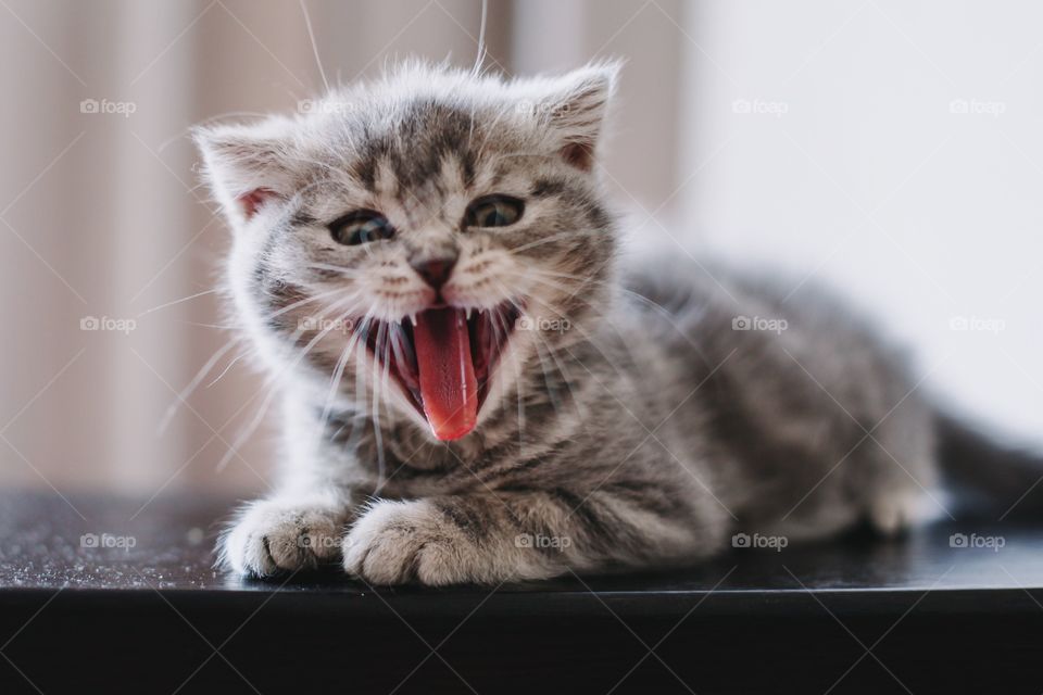 Yawning cat