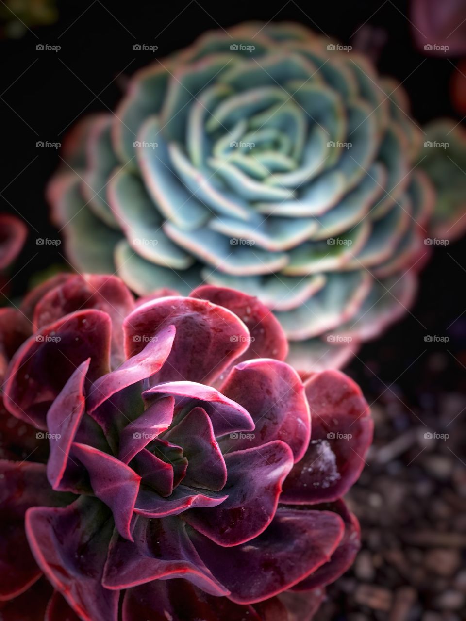 Beautiful Succulent Canvas Art! Metal Art too!