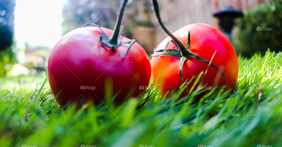 a couple of red tomatoes